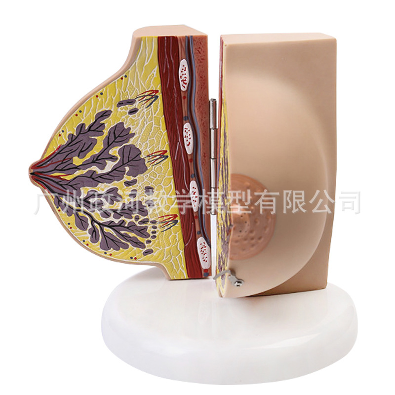 ヒト女性静止乳房解剖モデル 乳房婦人科教育展示モデル