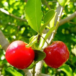 Acerola Cherry Dessert