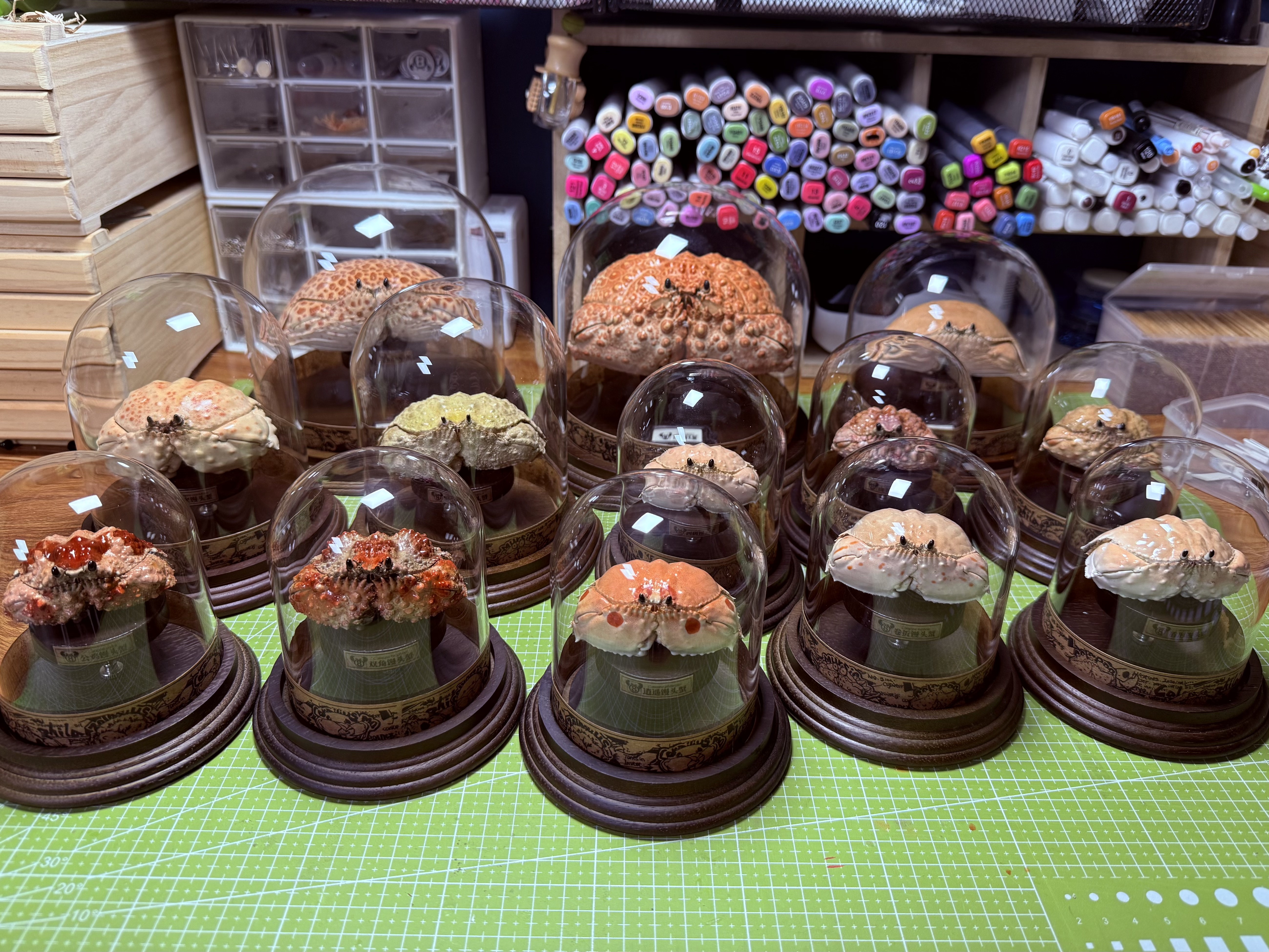 カラッパカニ全体シリーズ本物の標本特別な手工芸品コレクター家の装飾飾り机の装飾カスタマイズ