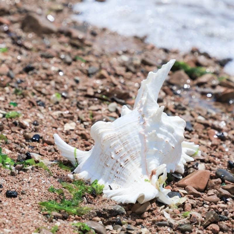 652F 大型天然巻貝 巨大なオーシャン巻貝 ジャンボ貝殻 水槽、家の装飾、DIY 工芸品コレクターギフト用