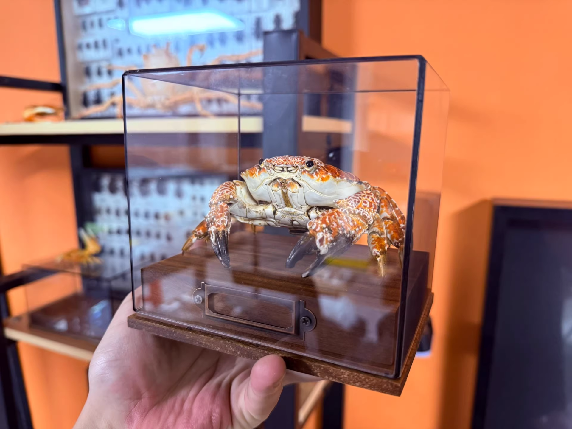 Zosimus Aeneus 本物のカニ標本特別な工芸品コレクター家の装飾飾り机の装飾カスタマイズ