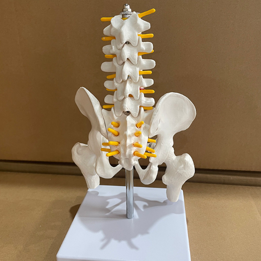 実物大の1/2サイズ人体骨盤（昼間5個と大腿骨を含む）モデル、整形外科用脊柱モデル、骨格解剖学DIY