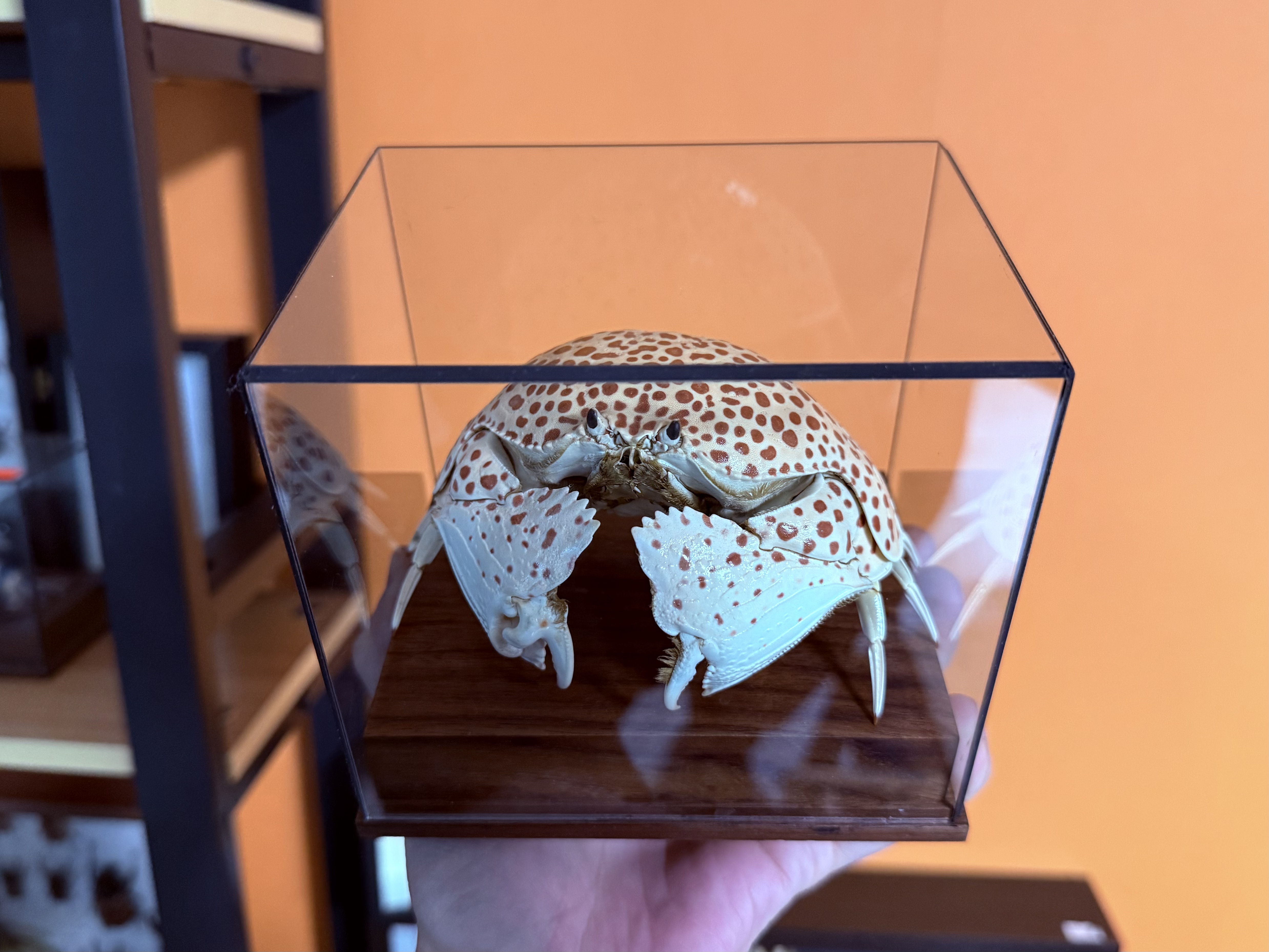 Calappa Quadrimaculata 本物のカニ標本特別な工芸品コレクター家の装飾飾り机の装飾カスタマイズ