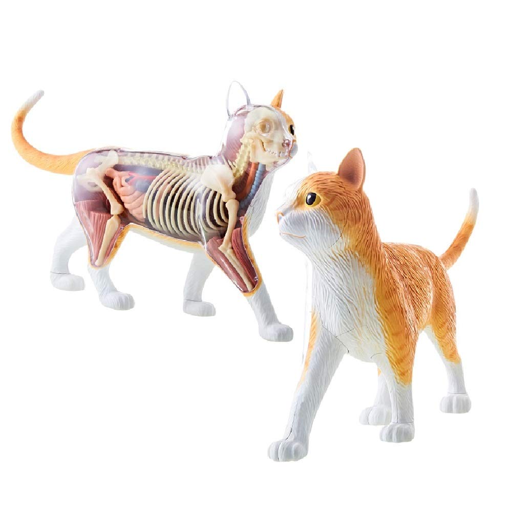 4D オレンジ猫解剖モデル シミュレーション動物生体器官骨格解剖学医療教育ツール