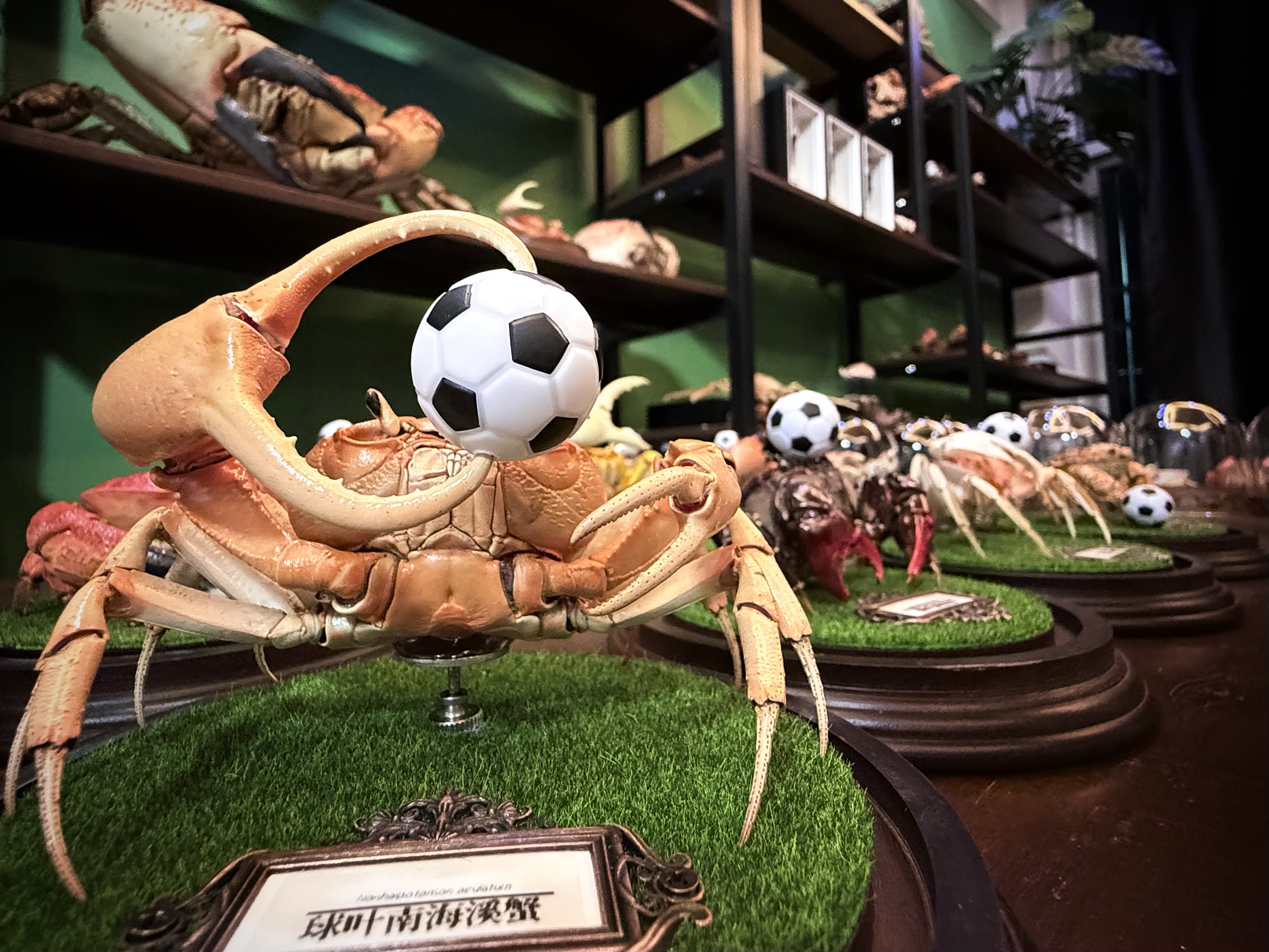 11 本物のカニ標本サッカーワールドカップ特別な工芸品コレクター家の装飾飾り机の装飾カスタマイズ