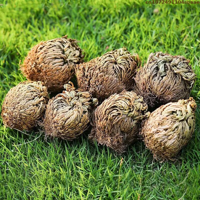 Natural Jericho Rose Dried Selaginella Tamariscina Balls Home Garden Living Room Decor DIY Resin Jewelry Candle Making Supplies