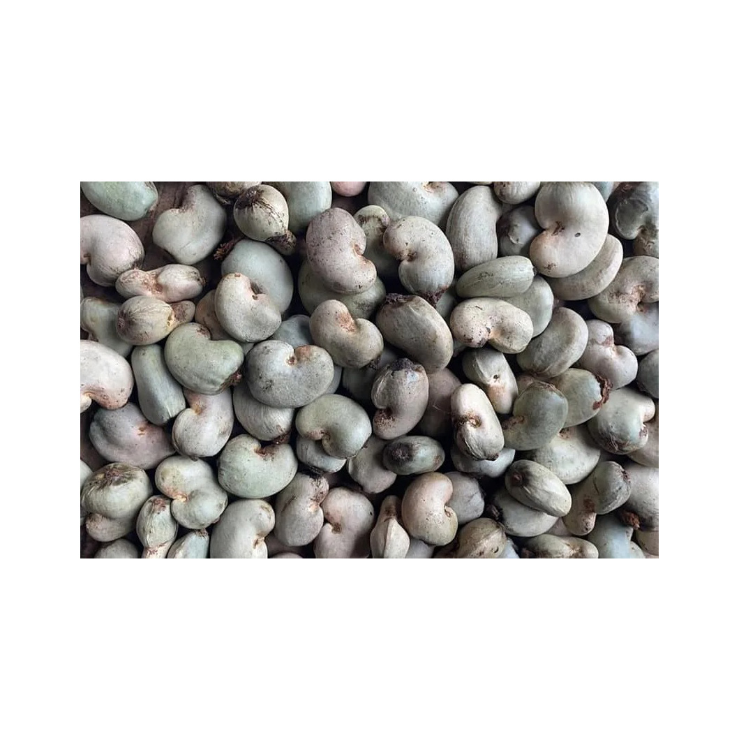 Bulk supply of Raw Cashew Nuts suitable for food manufacturers and exporters