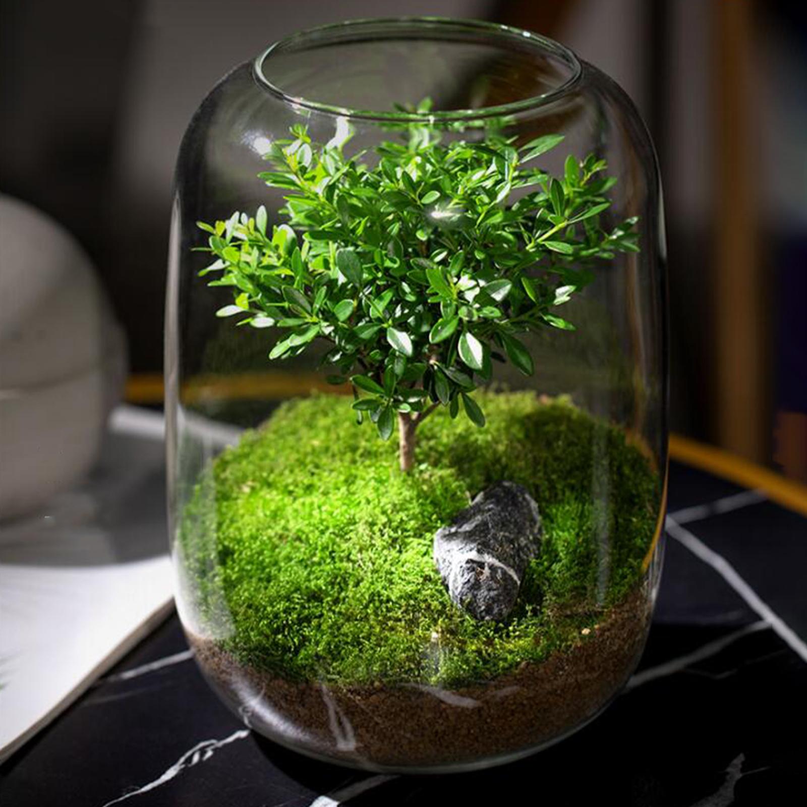 花瓶透明ガラスデスクトップ植物テラリウムテーブルセンターピース棚装飾飾り水耕栽培植物の繁殖