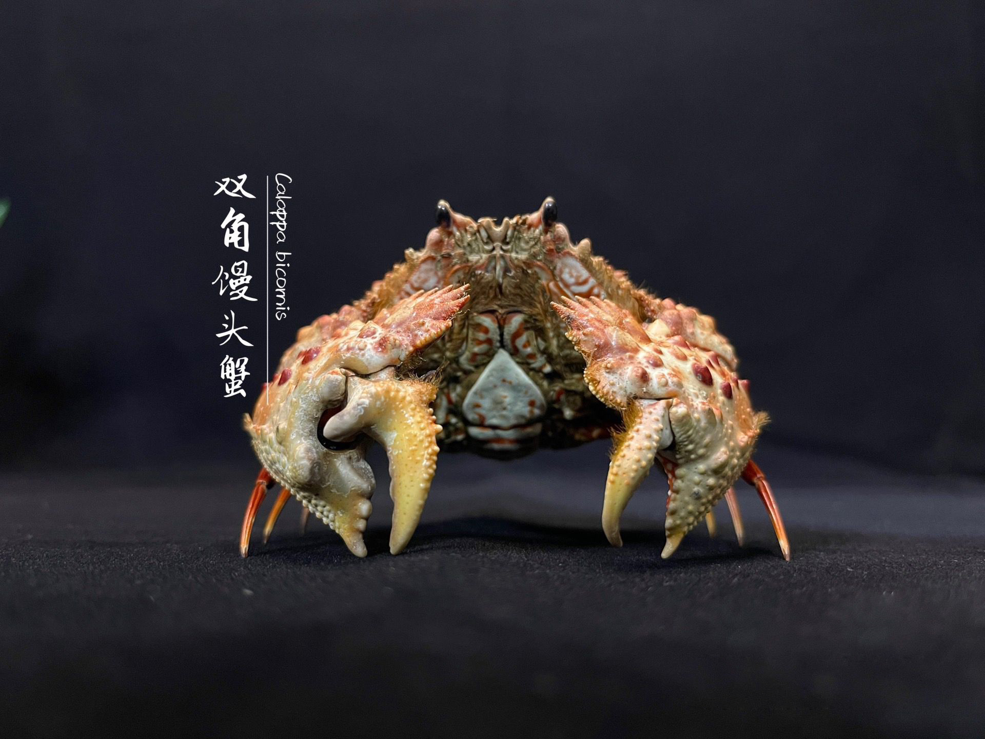カラッパ Bicornis 本物のカニ標本特別な工芸品コレクター家の装飾飾り机の装飾カスタマイズ