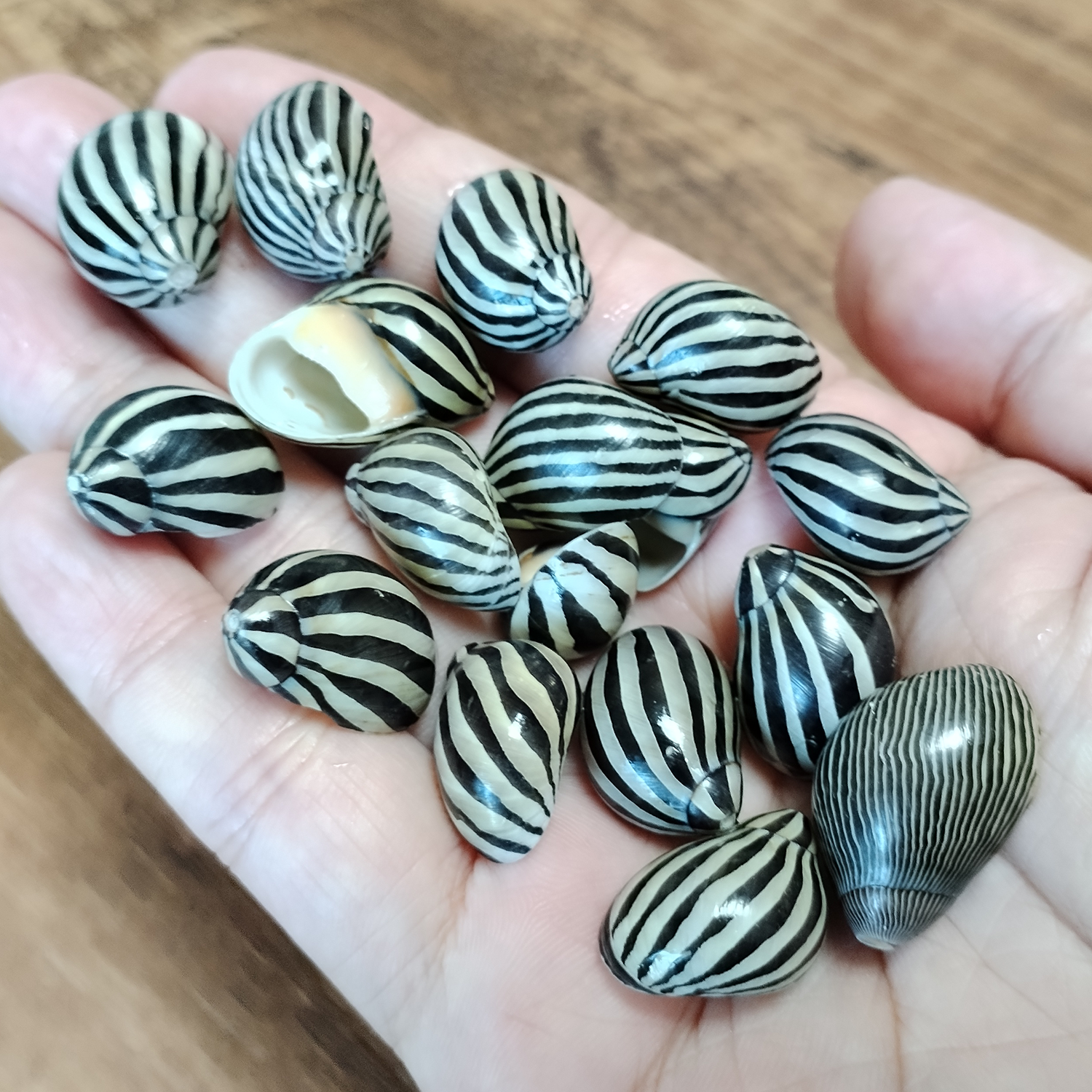 30 個 Neritina Turrita カタツムリ ナチュラル Nerita Balteata ミニ Neritina Communis 貝殻 ホームデコレーション、パーティー結婚式用