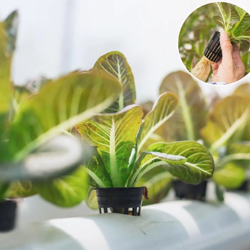 水耕植民地メッシュ無土壌プラスチックバスケットホルダー野菜植物成長ネット保育園ポットカップ