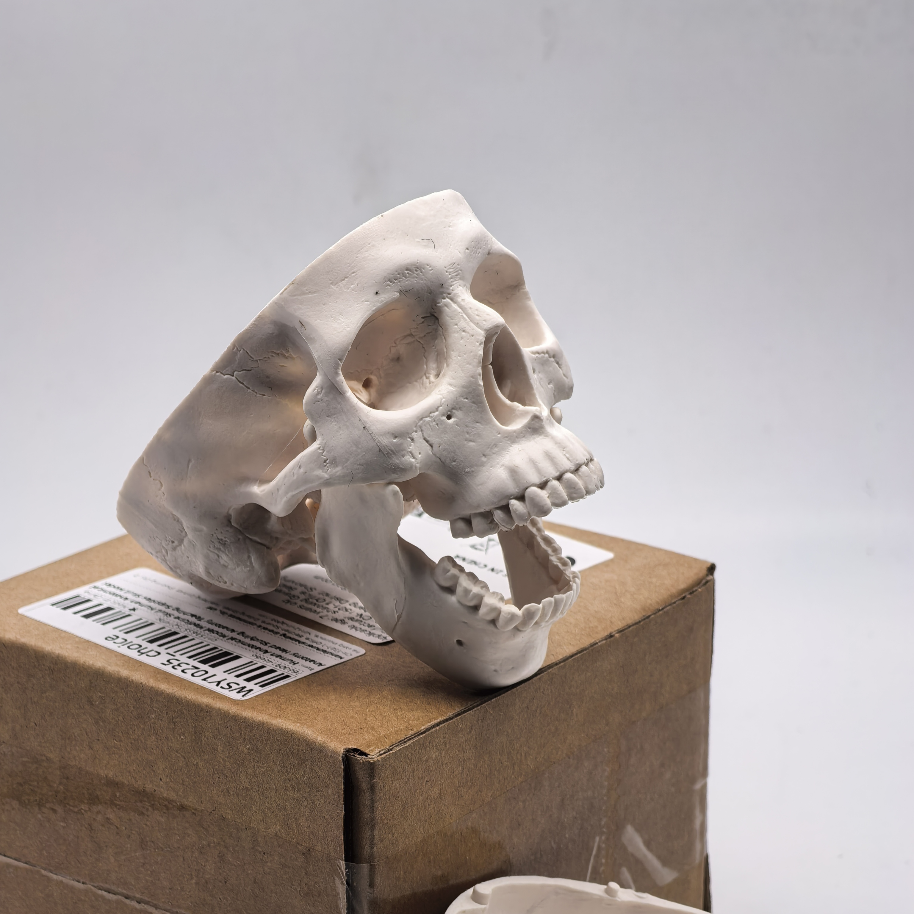 テーブル型人体頭蓋骨モデル - 医学教育用解剖学的研究用頭部、3D解剖学デモンストレーション、歯科学生用品、科学