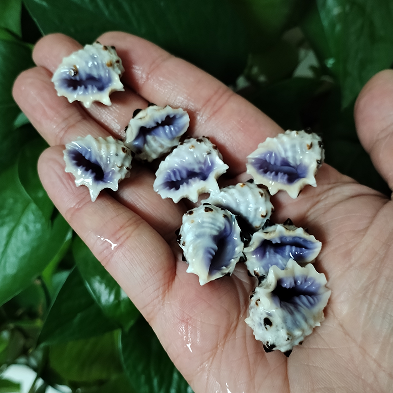 5 個のナチュラルパープルマウスシェル Drupa Morum 貝殻、装飾、工芸品、水槽アクセサリー、ビーチウェディング装飾 DIY ジュエリー用