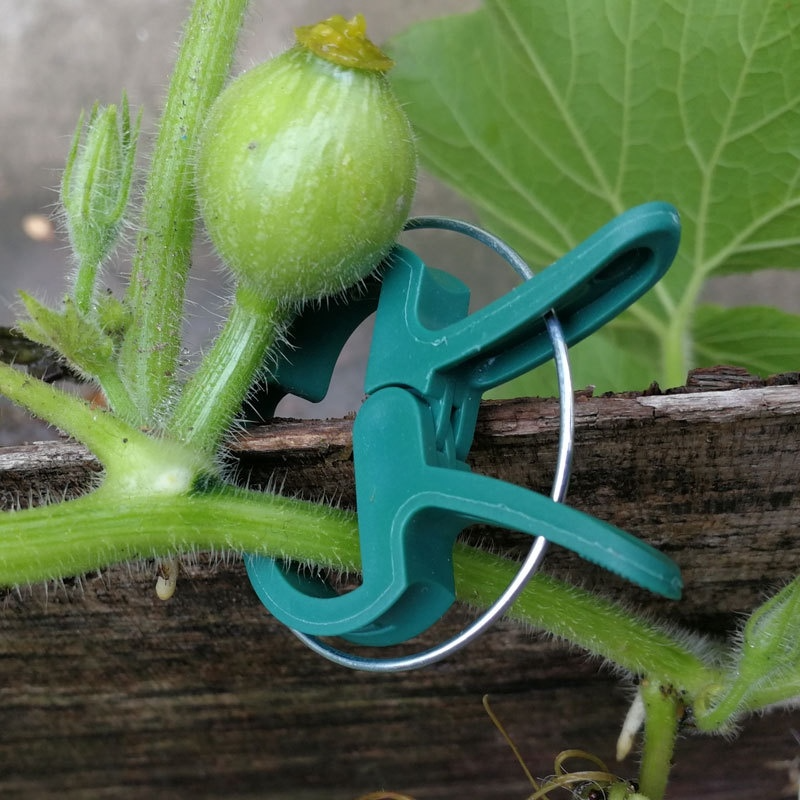 野菜の茎の蔓ブドウのクランプサポート茎をまっすぐにするグリーンガーデンプラント固定クリップ温室用ガーデンツール