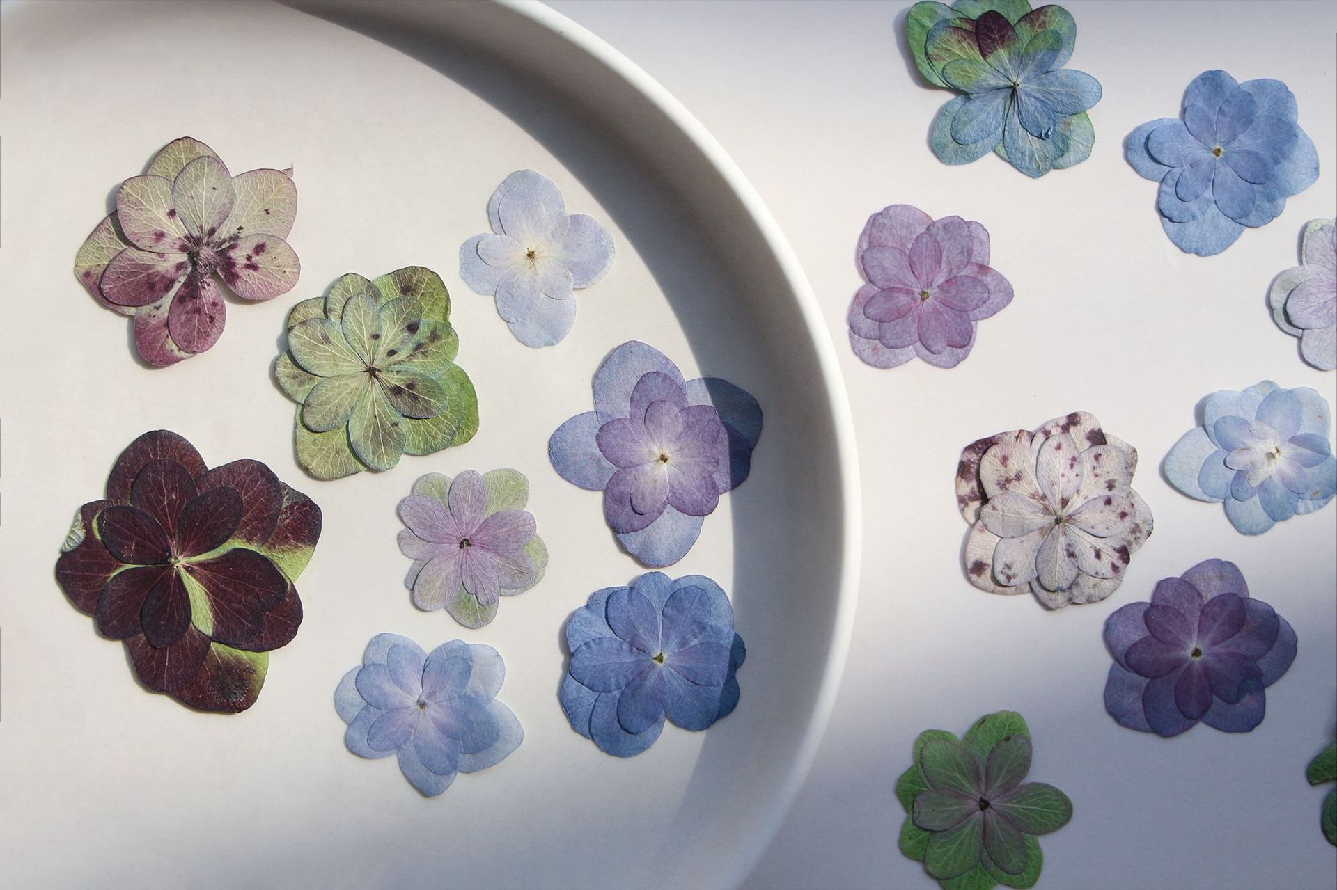 100 個八重花アジサイ本物の花押し花教材子供のための植物標本材料樹脂ドライフラワー電話ケース DIY