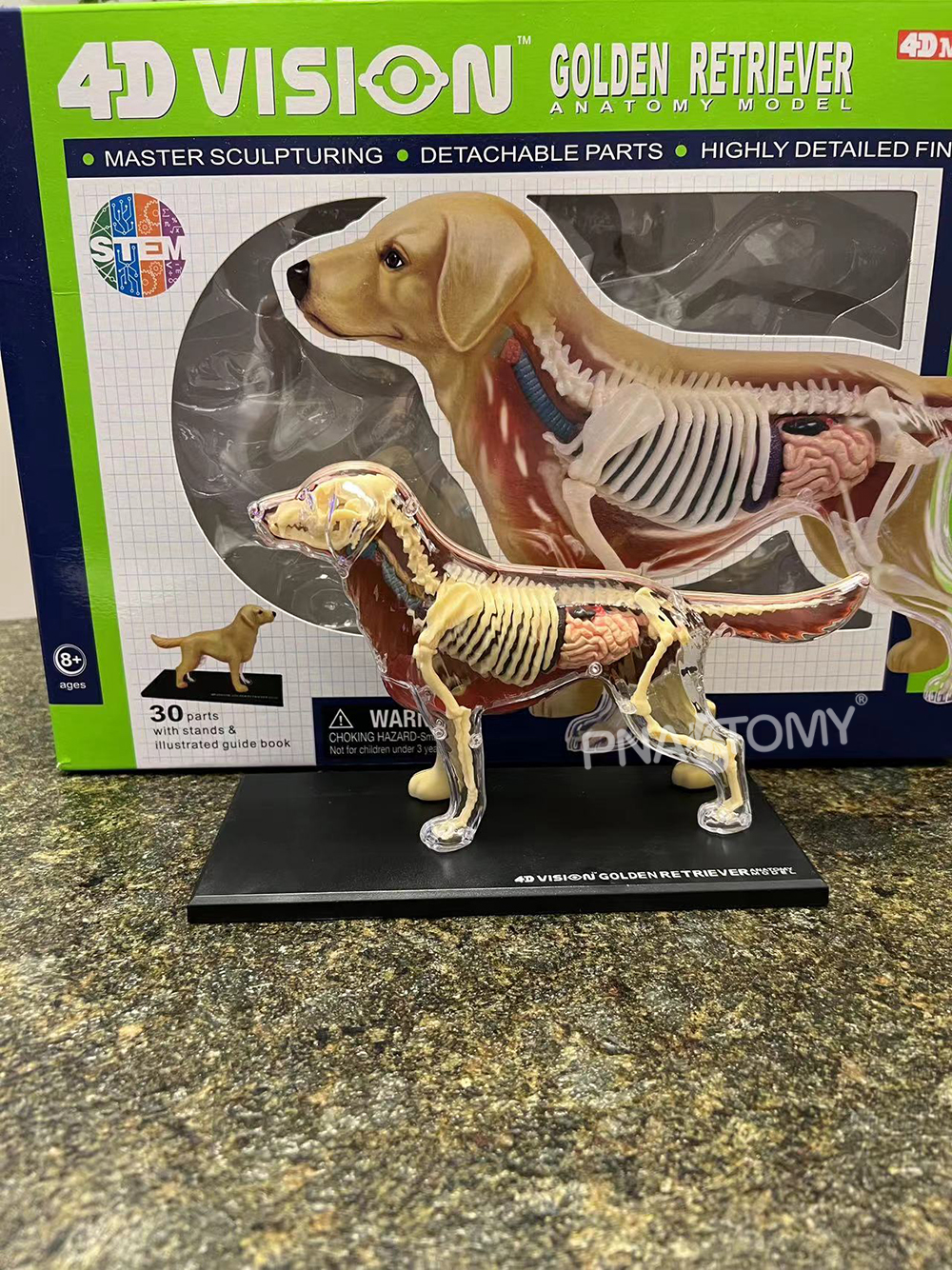 4Dマスターゴールデン犬モデル レトリバー組み立て済み犬解剖モデル 動物骨格教育機器 犬の解剖学
