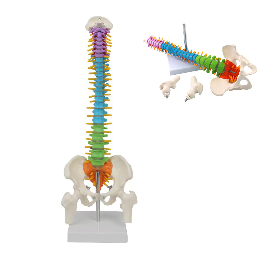 45cm 人体脊椎骨盤モデル解剖学脊椎医療モデル学校医学教育科学用品卸売