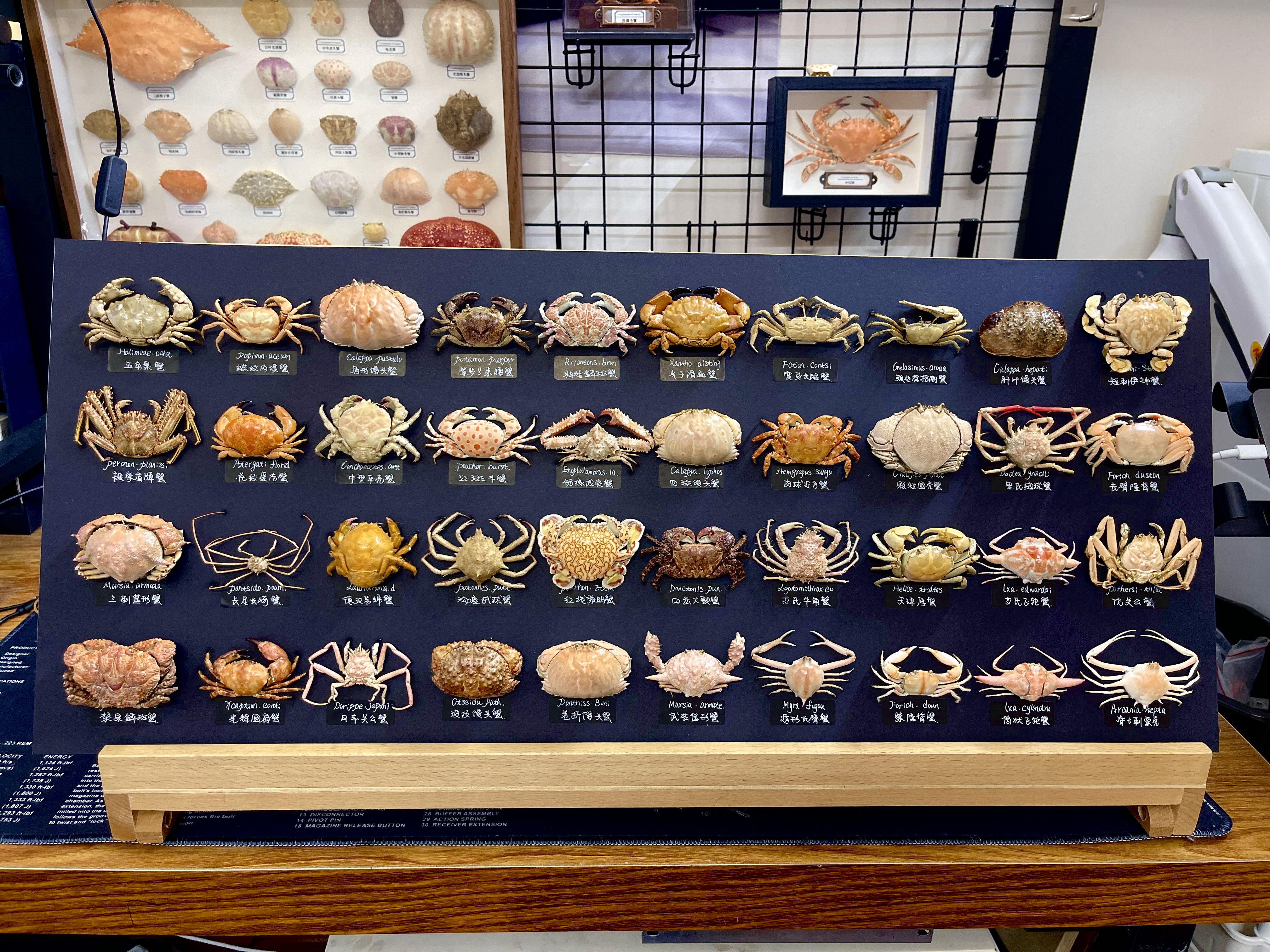 より多くのカニを選択するための本物の標本特別な手工芸品コレクター家の装飾飾り机の装飾カスタマイズ