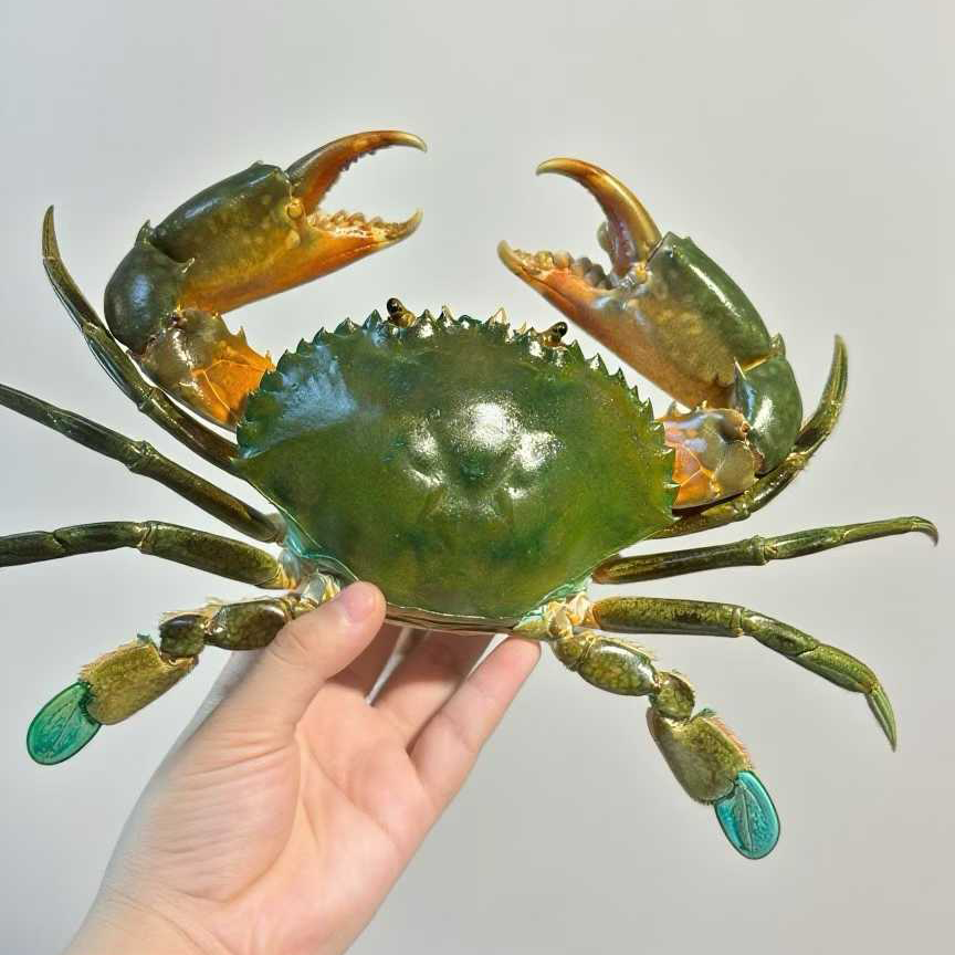 カラフルなカニ標本本物の海洋カニ剥製自然動物工芸品コレクター科学教育用ユニークなギフト