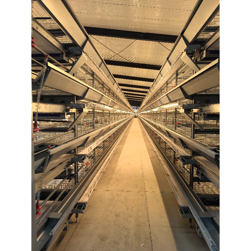 New Condition Layer Chicken Feeding Equipment Automatic Poultry Farming House System