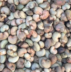 Export-Grade Cashews in Shell – Organic Certified, New Crop