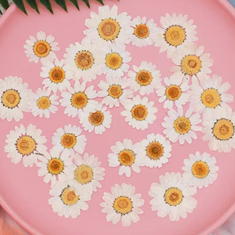 100個 ナチュラルホワイトクリスタル 菊 デイジー 植物標本 本物のドライフラワー 押し花 DIY材料キット フォトフレーム、電話ケース、樹脂クラフト用