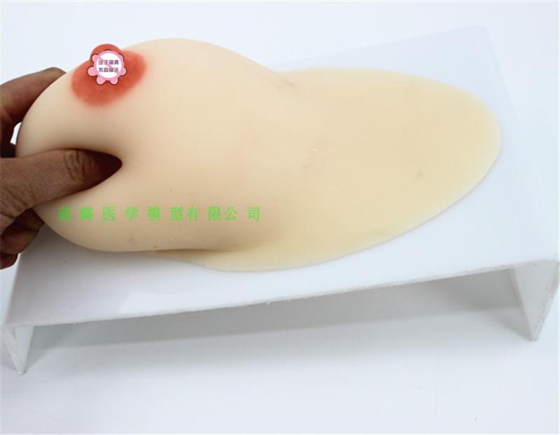 シミュレーション女性乳房モデル（シングル/ダブル） シリコン乳房教育教材モデル