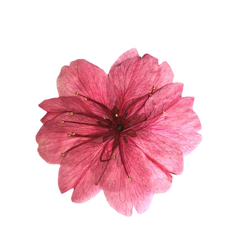 50 個桜ドライフラワー天然植物標本手作り材料押し花アートフラワーランプ桜押し花