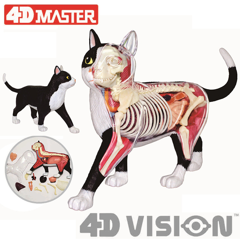 4Dビジョン白黒猫解剖モデル動物玩具パズル（子供および医学生向け獣医学教育モデル）