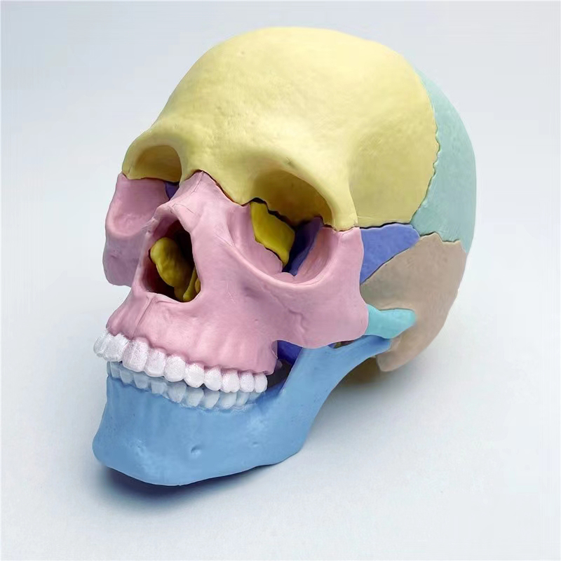 17パーツ 4D解剖モデル 実物大カラー人体解剖 頭部蓋骨玩具組み立て式 口頭教育用医療骨格モデル
