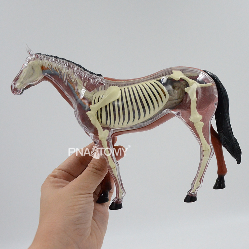 4D VISION 馬の解剖模型 馬の骨格 動物解剖学 教育機器 子供向けギフト STEM DIY モデル