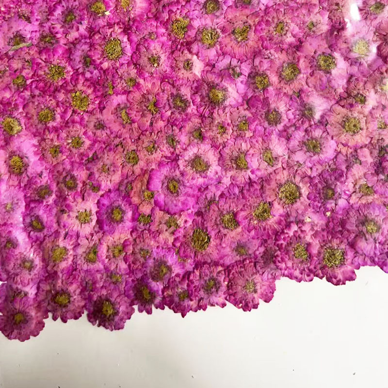 八重花カモミールドライフラワー押し花デイジー DIY 材料樹脂充填装飾植物標本ネイルアートドライフラワー 100 個