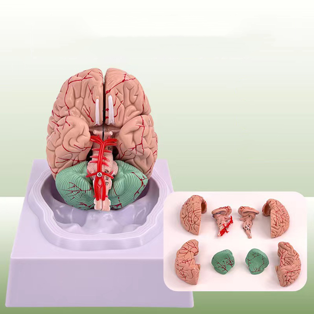 実物大人の脳機能領域モデル解剖学教室学習展示教育彫刻学校実験室