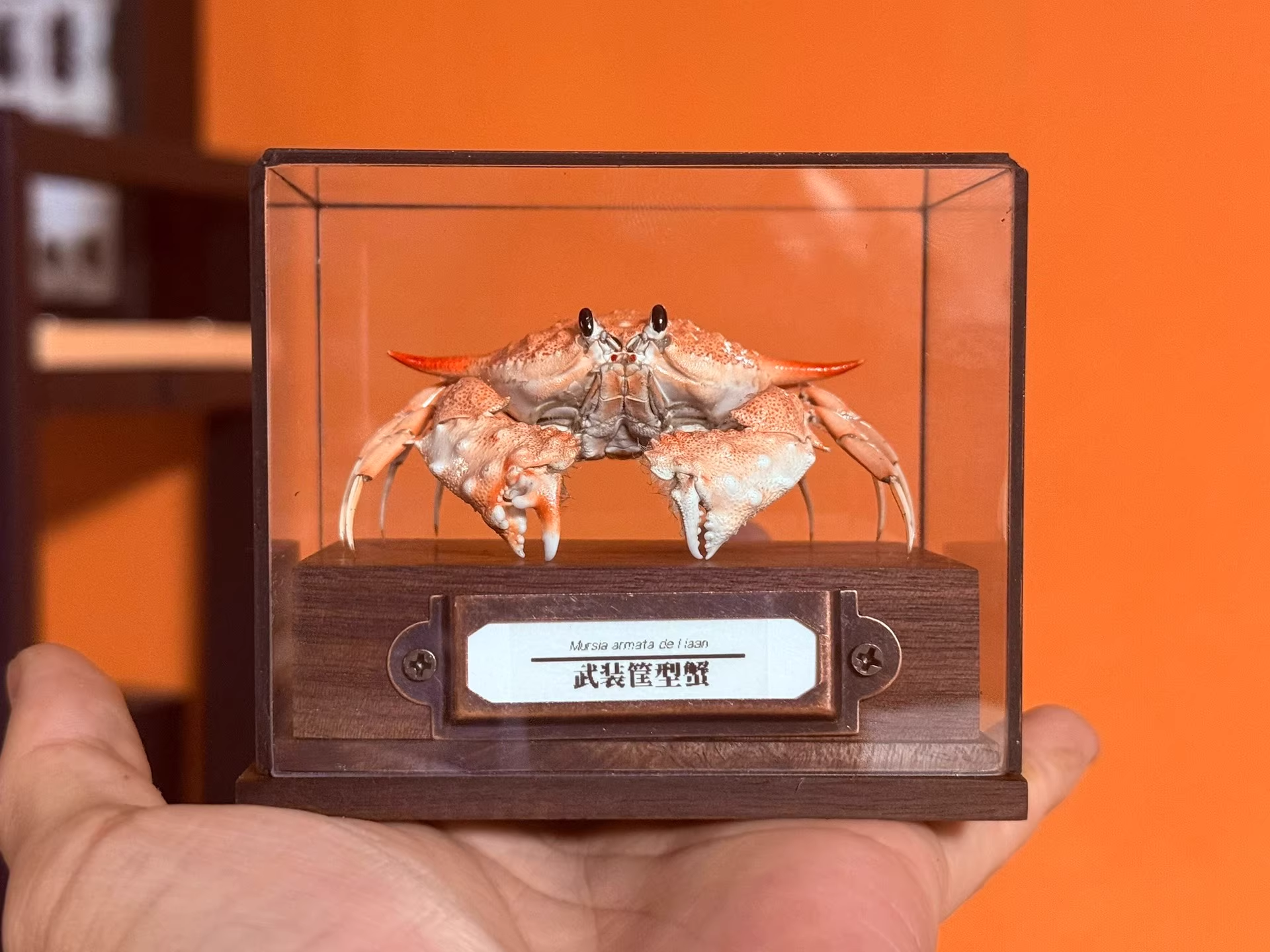 Mursia Armata De Haan 本物のカニ標本特別な手工芸品コレクター家の装飾飾り机の装飾カスタマイズ