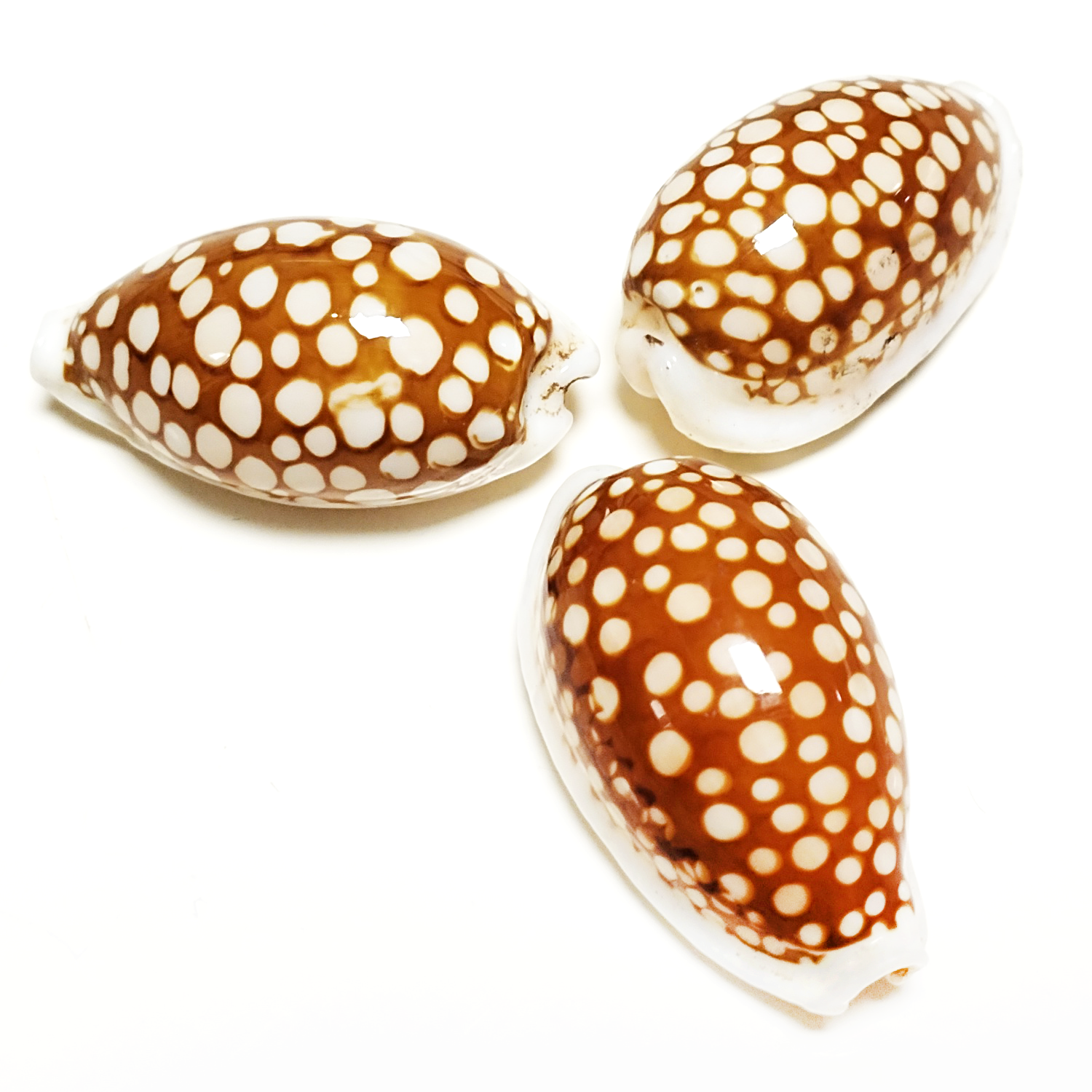 カラフルなふるいカウリーシェル本物の Cypraea Cribraria 貝殻標本コレクション標本水槽用品 DIY ビーチ装飾