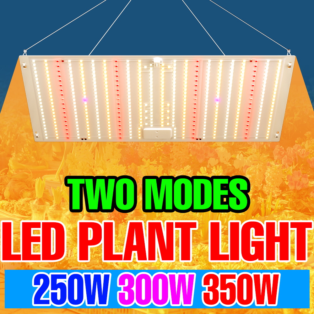 350 ワット LED フルスペクトル植物成長補助光屋内量子ボード盆栽サボテン野菜水耕栽培照明