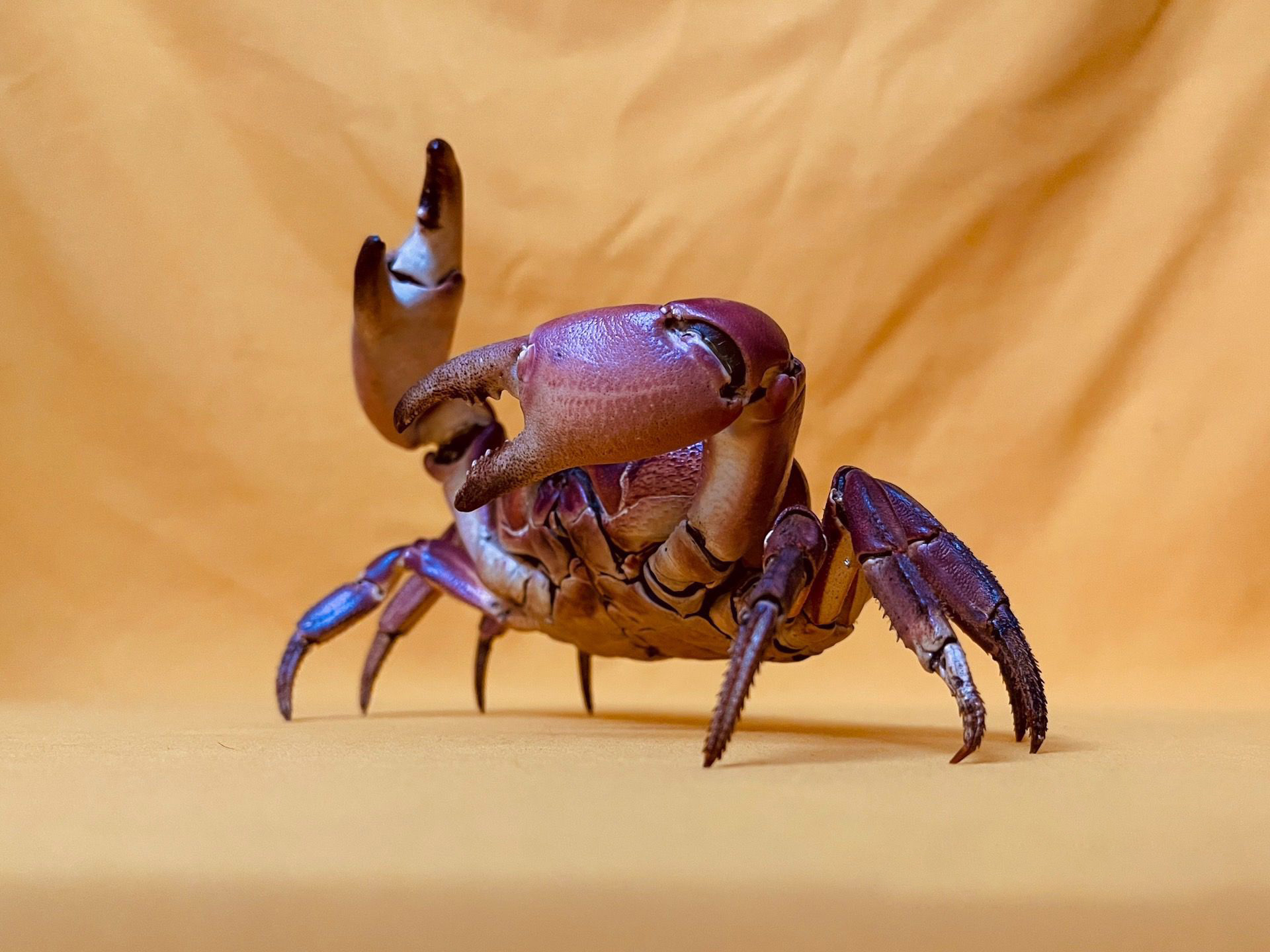 Gecarcoidea Lalandii 本物のカニ標本特別な手工芸品コレクター家の装飾飾り机の装飾カスタマイズ