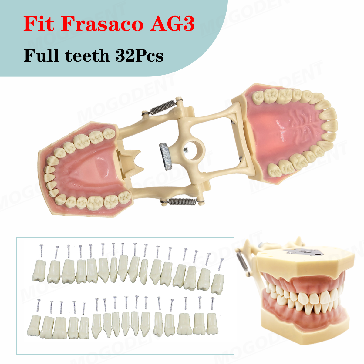 歯科 Frasaco AG3 タイプモデル取り外し可能な歯歯科歯モデルねじ込み歯 32 個トレーニング指導デモ