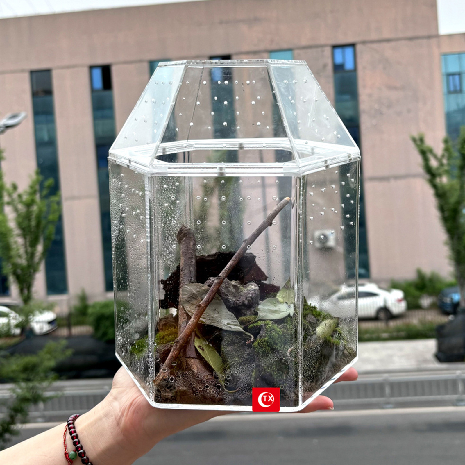 テラリウム生息地アクリル爬虫類飼育ボックス全側面換気ミニエンクロージャ換気カエルコオロギカタツムリ
