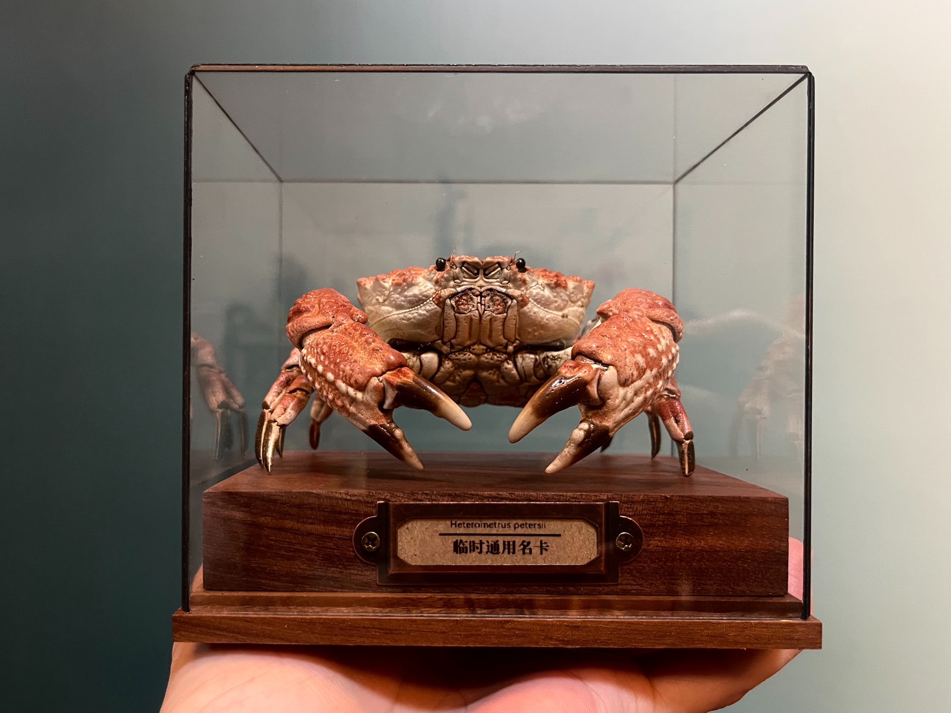 Demania Baccalipes 本物のカニ標本特別な工芸品コレクター家の装飾飾り机の装飾カスタマイズ