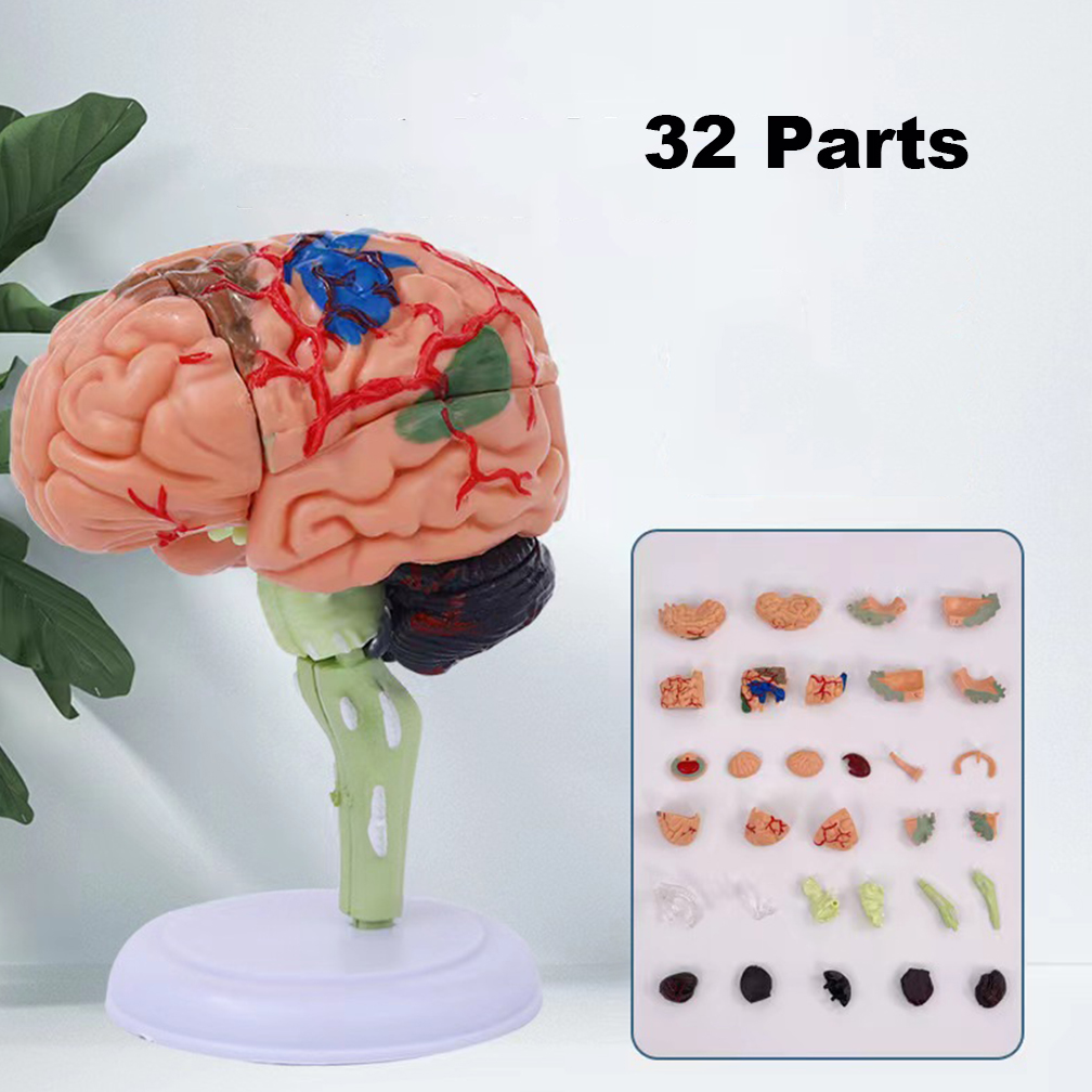 4D分解解剖人体脳モデル 解剖学医学教育ツール 彫像医学部用 PVC 100%ブランド