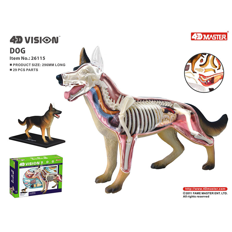 4Dビジョン動物犬動物解剖模型29パーツ取り外し可能医療科学教育用品