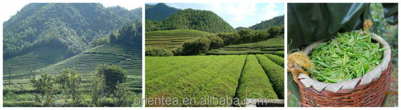 中国の有機緑茶チュンミー茶