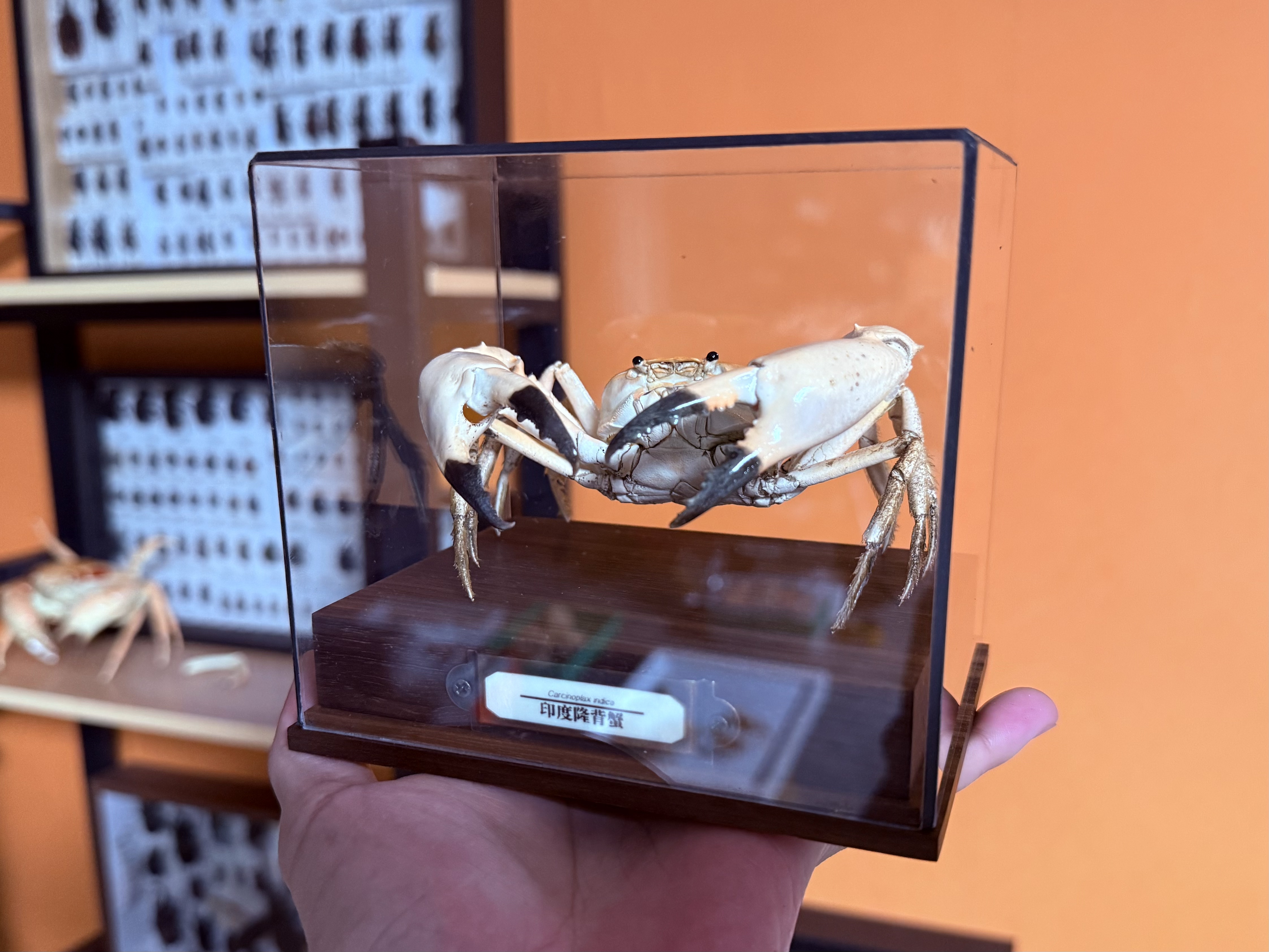 珍しいカニ Carcinoplax インディカ本物の標本特別な工芸品コレクター家の装飾飾り机の装飾カスタマイズ