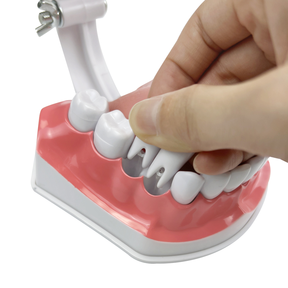 Teeth Model With Tongue & Toothbrush Dentist 2 Times Dental Model Teeth Brushing Models For Teaching Studying Brushing Education