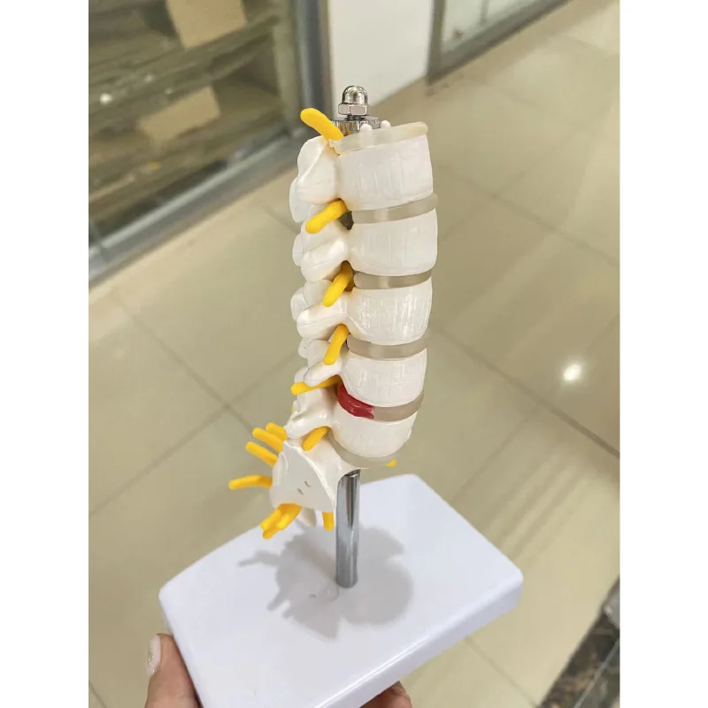 新入荷：人体解剖モデル - 昼間と尾骨の解剖図 - 医療教育用品