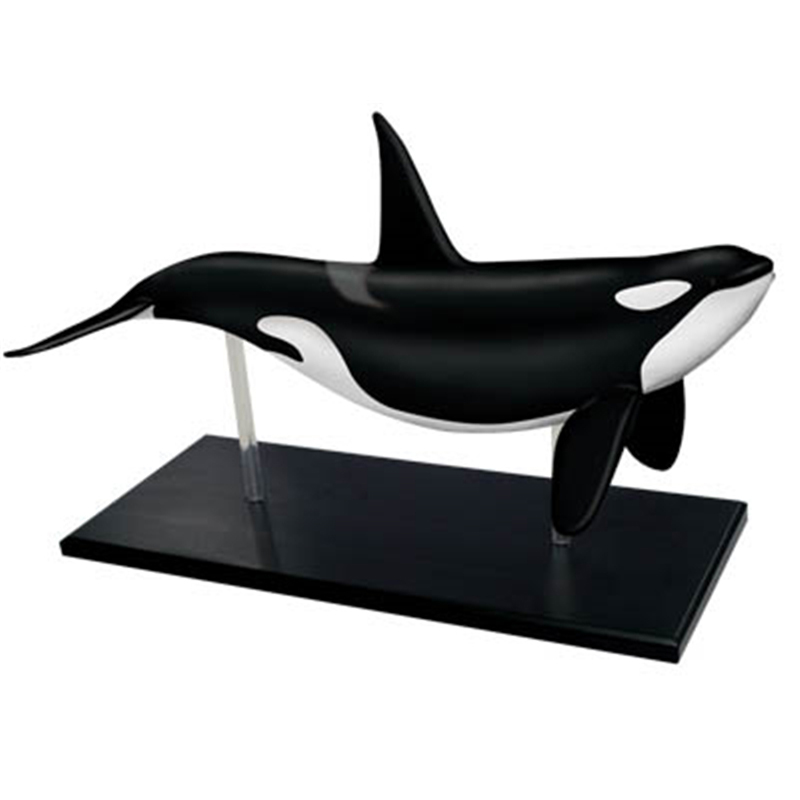4Dビジョン動物シャチモデルクジラ動物解剖モデル医療教育DIY組み立てモデル