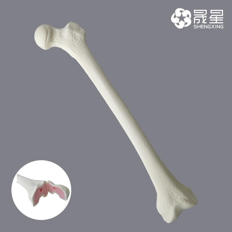 大腿骨模擬骨、模擬骨ワークショップ、術前実技訓練演習、ヒト大腿骨骨格
