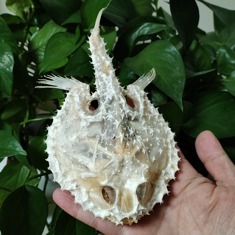 リアルスターリーハンドフィッシュの頭蓋骨標本本物の深海魚の骨動物の骨格標本モデル剥製科学教育 15 センチメートル
