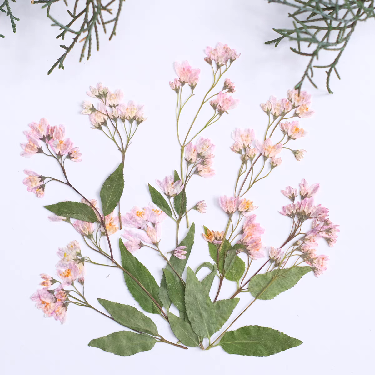 100 個押し乾燥雪桜のつぼみ花樹脂エポキシジュエリーカードブックマークフレーム電話ケース化粧ランプステッカー飾る